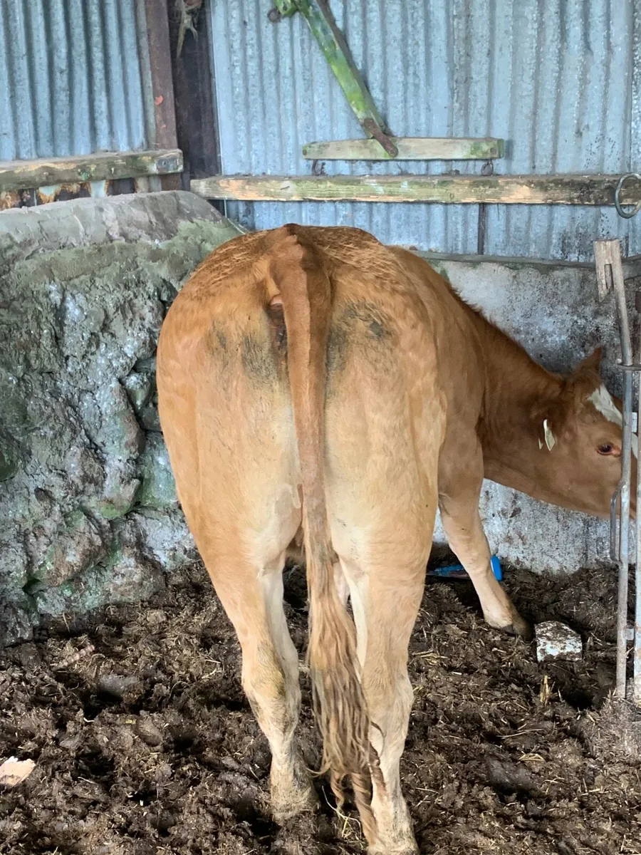 3 Super LMX and Chx heifers for sale - Image 2