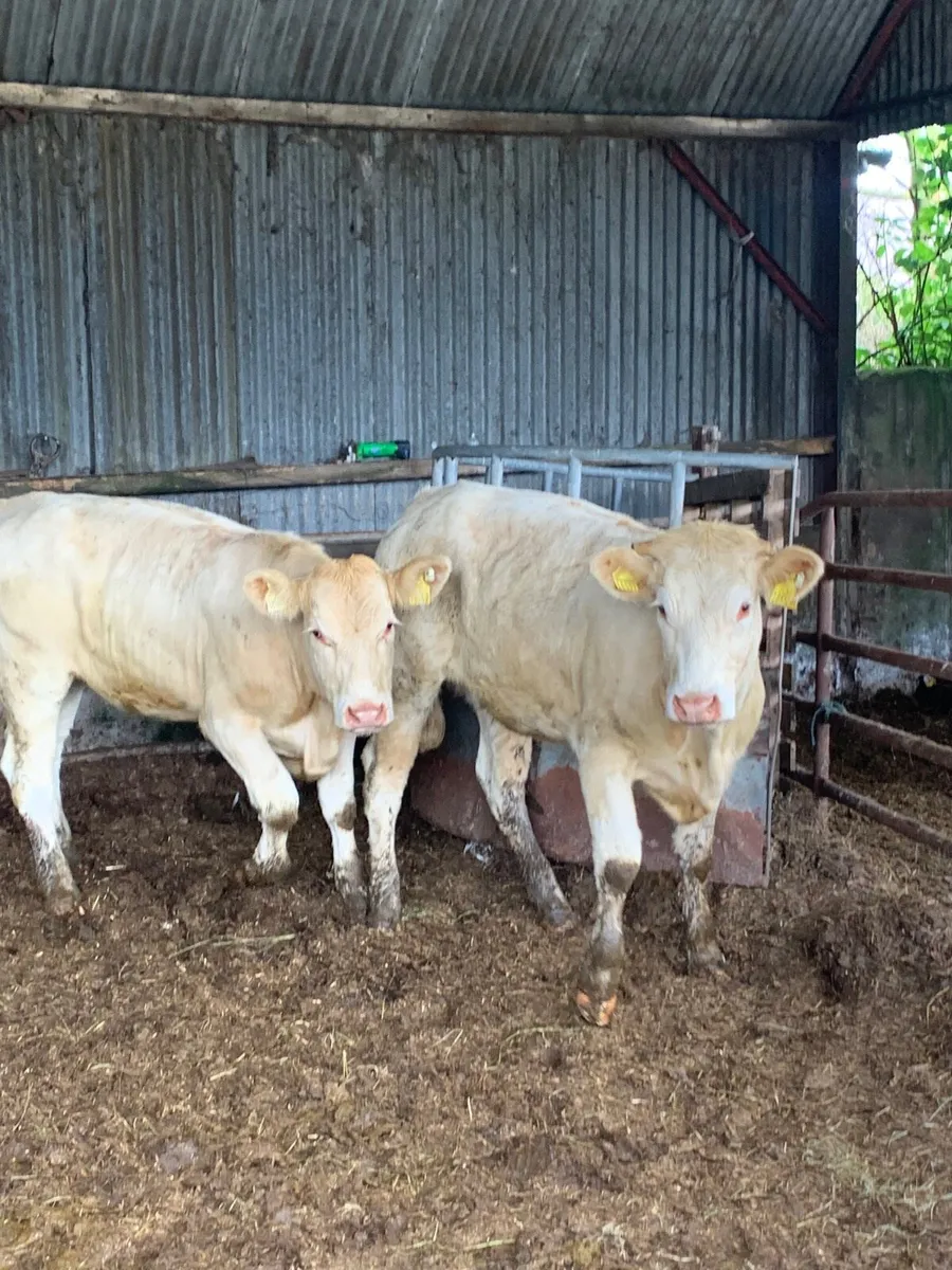 3 Super LMX and Chx heifers for sale - Image 3
