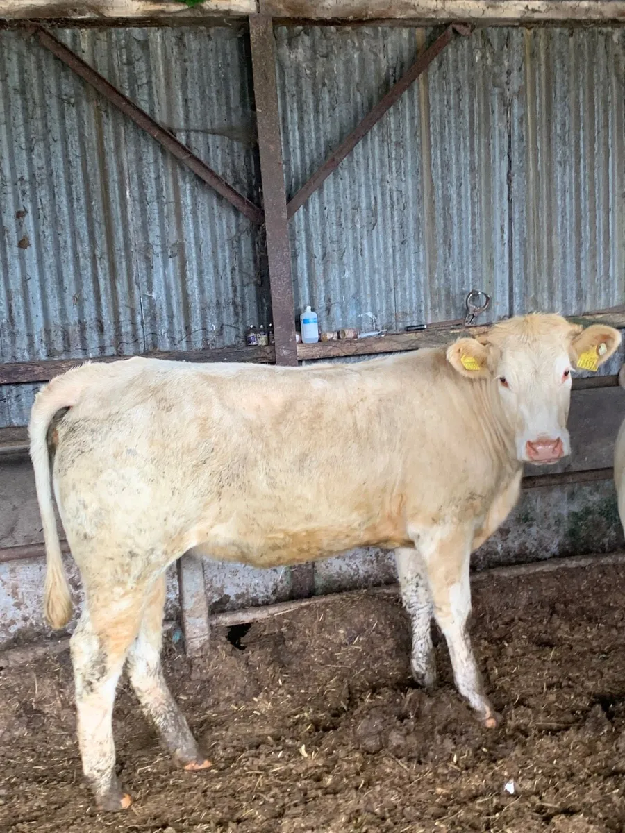 3 Super LMX and Chx heifers for sale - Image 4