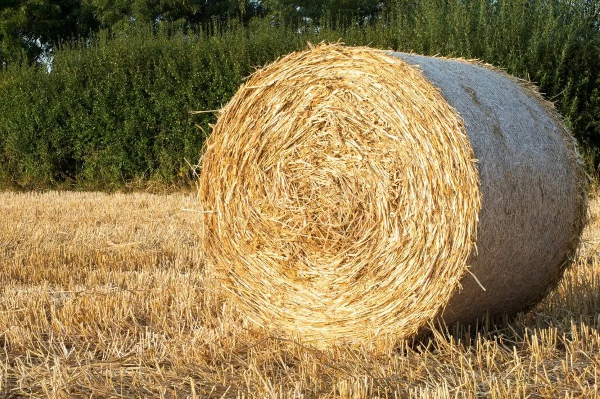 Round bale Hay