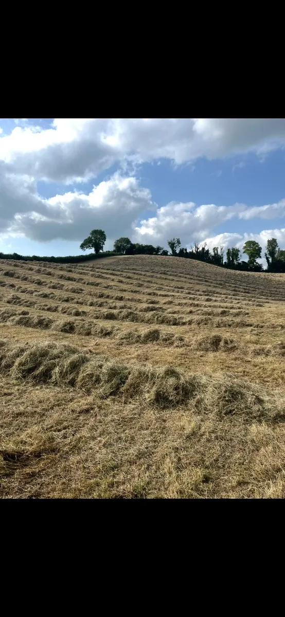 Top quality hay - Image 1