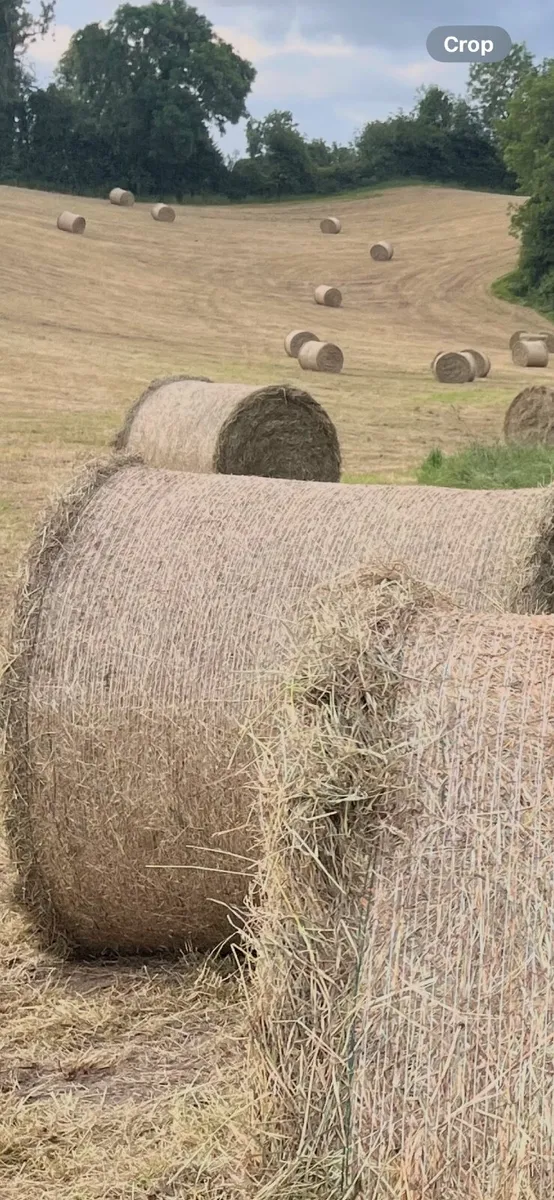 Top quality hay - Image 2