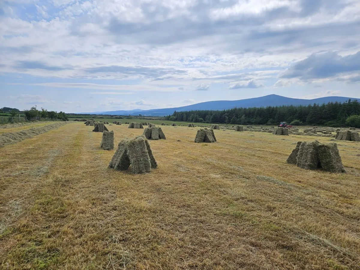 Hay small square bales - Image 1