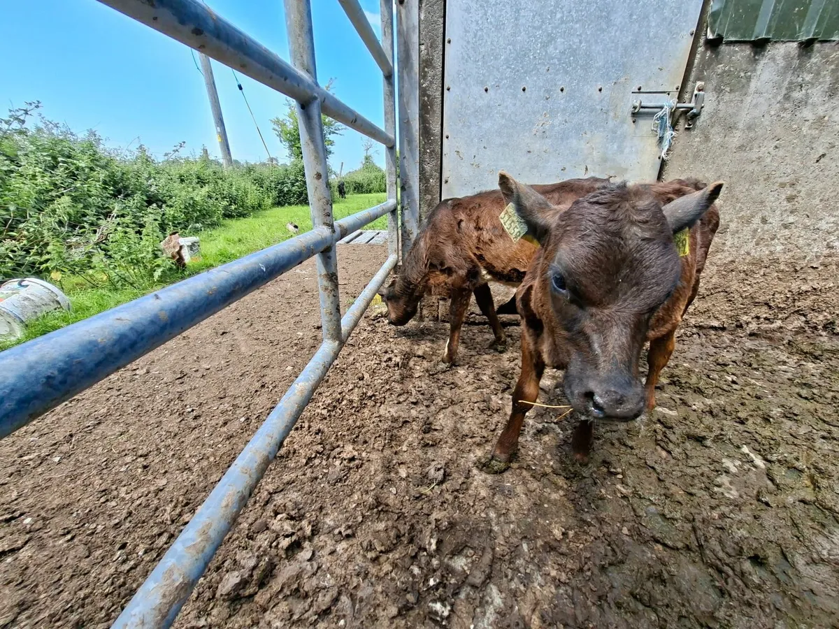 Reared Angus Heifer Calves - Image 1