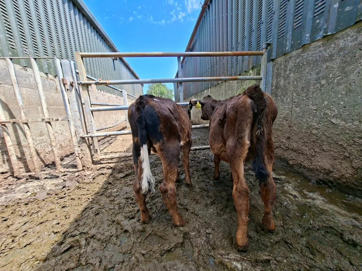Reared Angus Heifer Calves - Image 2