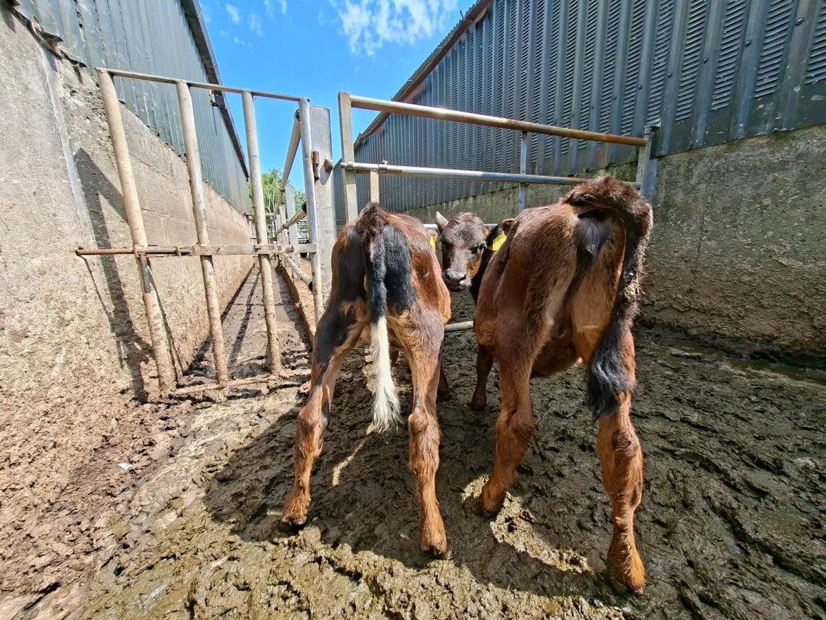Reared Angus Heifer Calves - Image 3