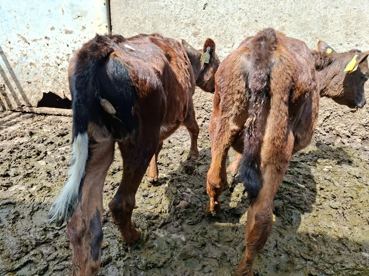 Reared Angus Heifer Calves - Image 4