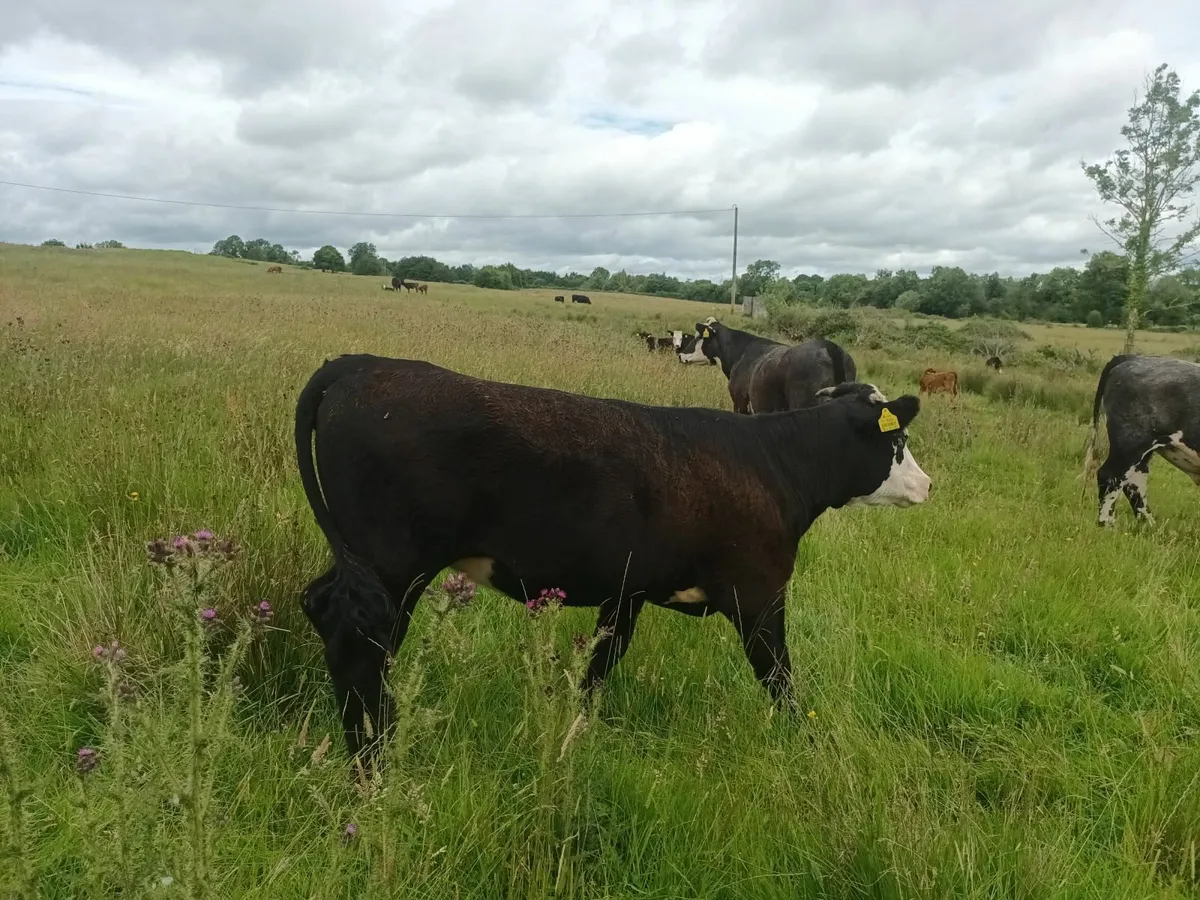 Organic Hereford heifers - Image 1