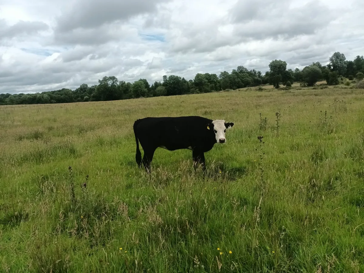 Organic Hereford heifers - Image 2