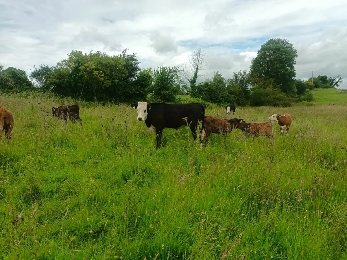 Organic Hereford heifers - Image 3