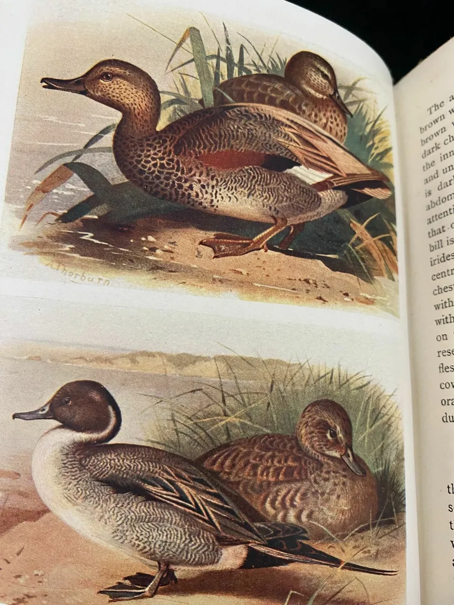 c1920 The Birds Of The British Isles & Their Eggs - Image 3