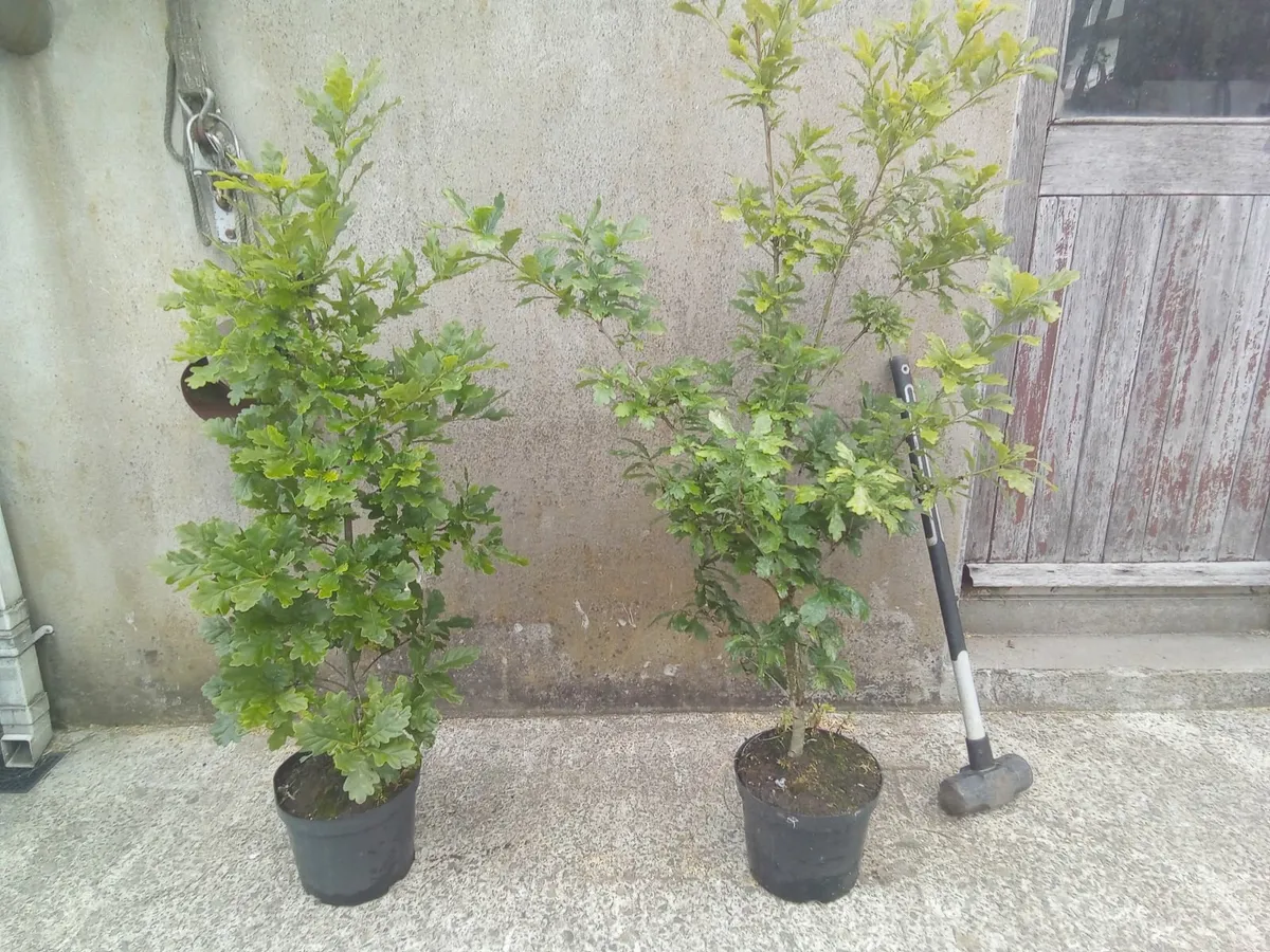 Oak tree's / saplings. Top quality healthy tree's. - Image 1
