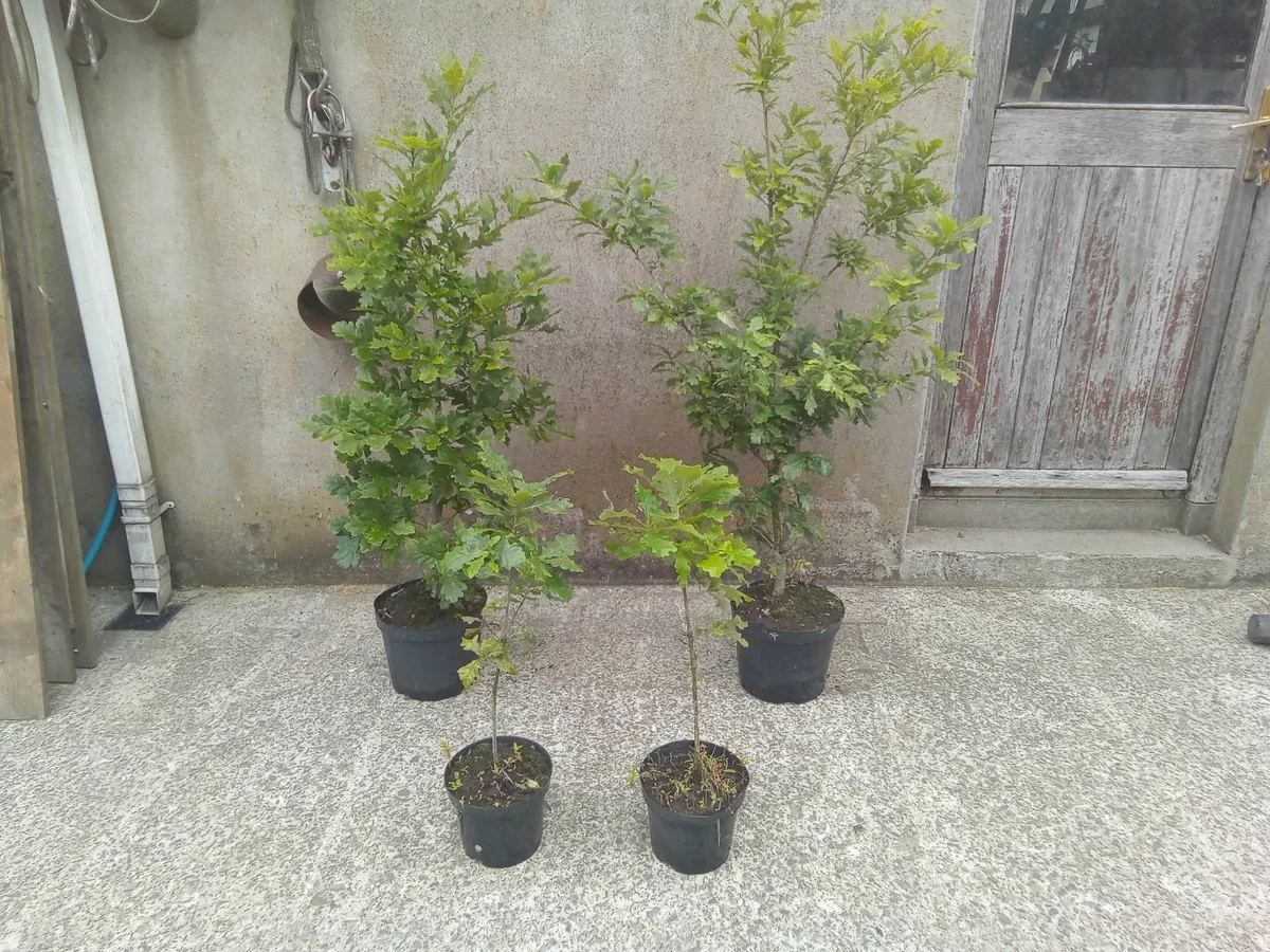 Oak tree's / saplings. Top quality healthy tree's. - Image 2