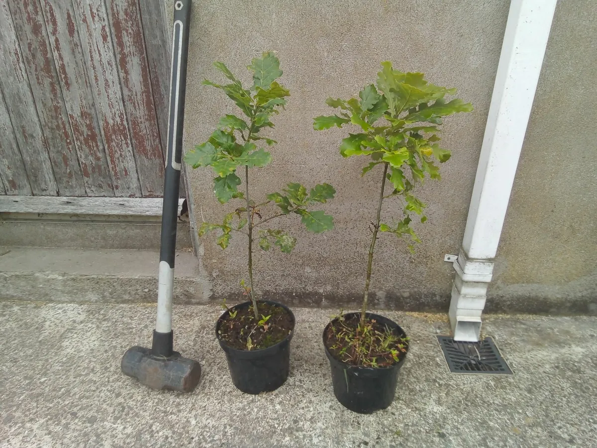 Oak tree's / saplings. Top quality healthy tree's. - Image 3