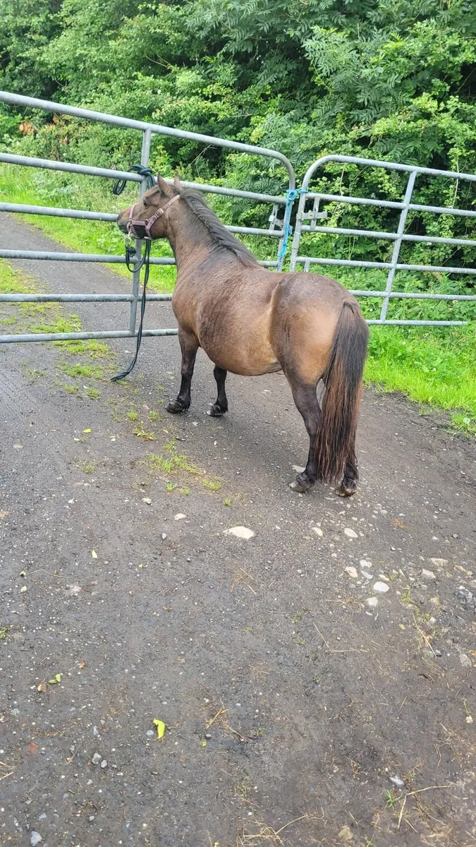 Minature  Pony - Image 1