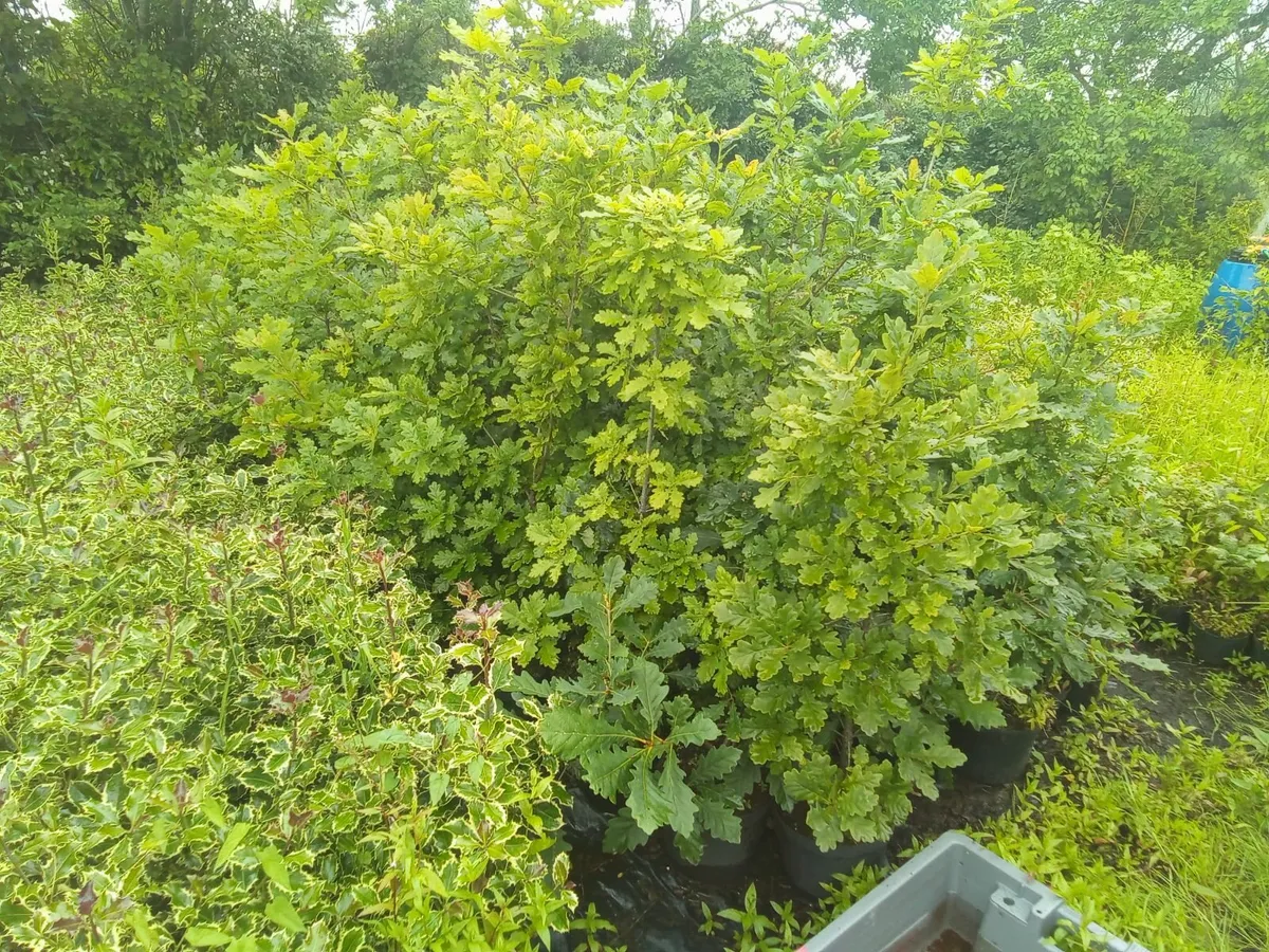 Oak tree's / saplings. Top quality healthy tree's. - Image 4