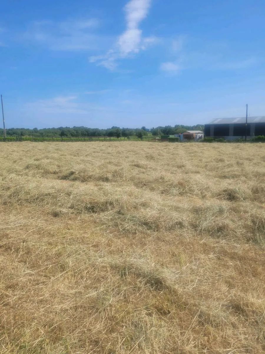 HAY - Image 2