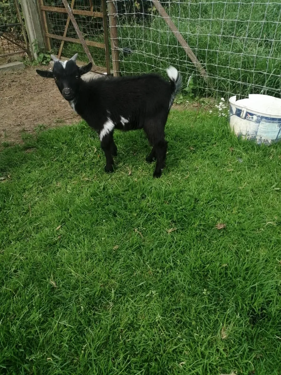 Pygmy goat - Image 1