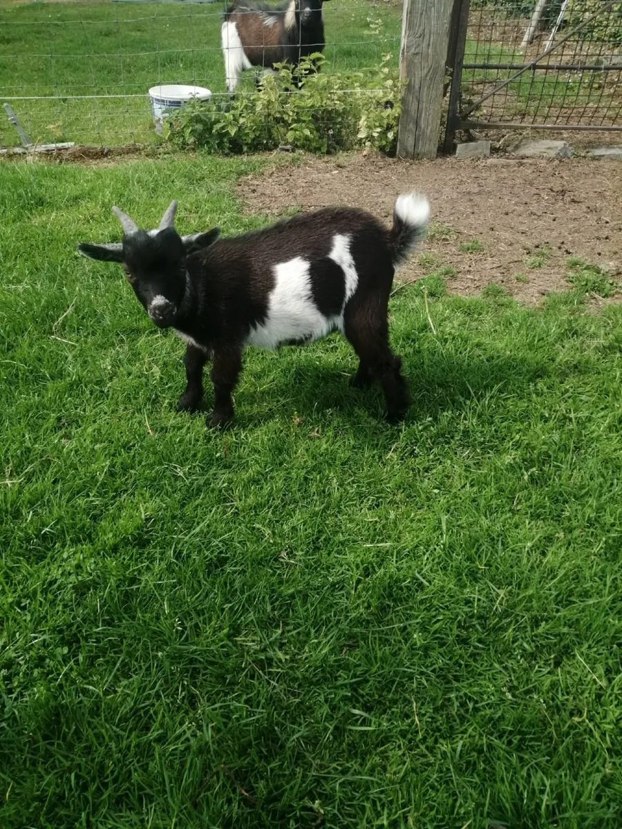 Pygmy goat - Image 2