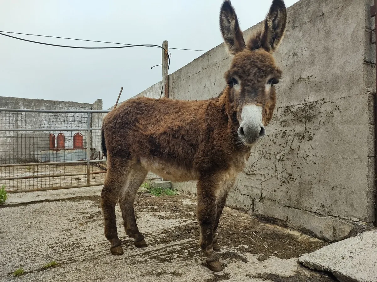 Jack Donkey - Image 1