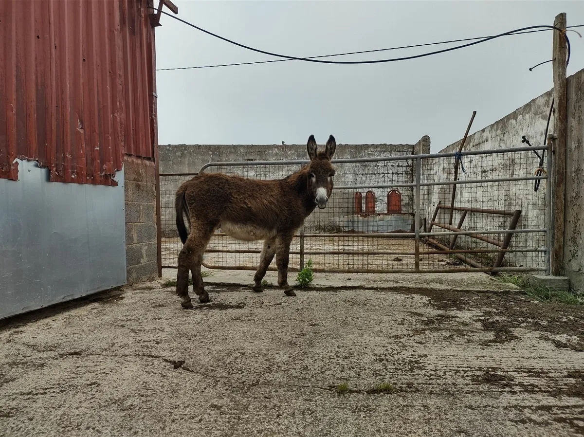 Jack Donkey - Image 2
