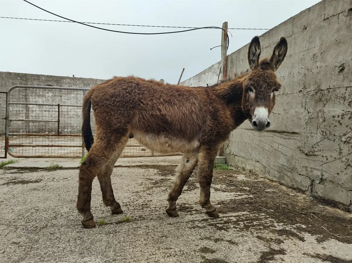Jack Donkey - Image 3