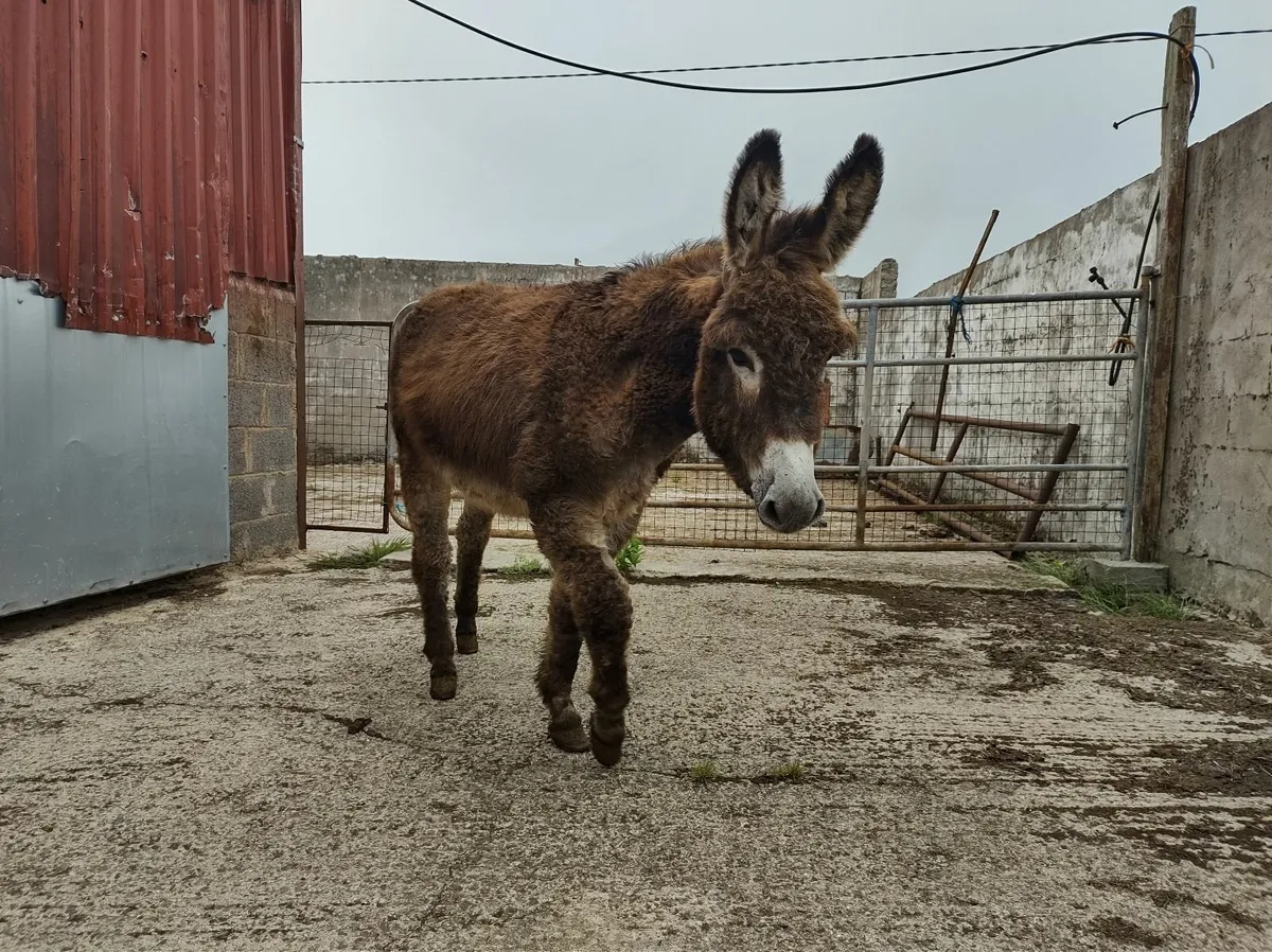 Jack Donkey - Image 4