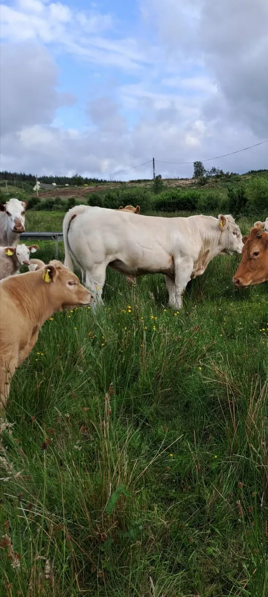 Pure bred Charolois Bull - Image 1