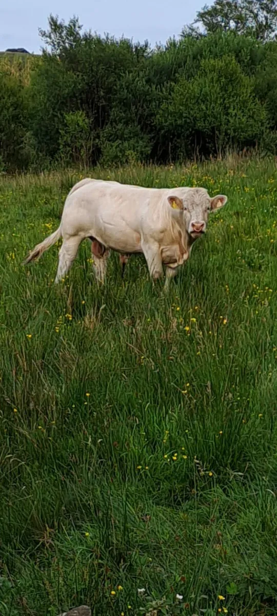 Pure bred Charolois Bull - Image 2