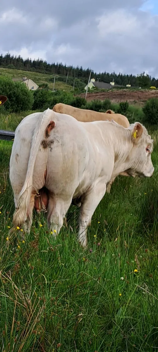 Pure bred Charolois Bull - Image 3