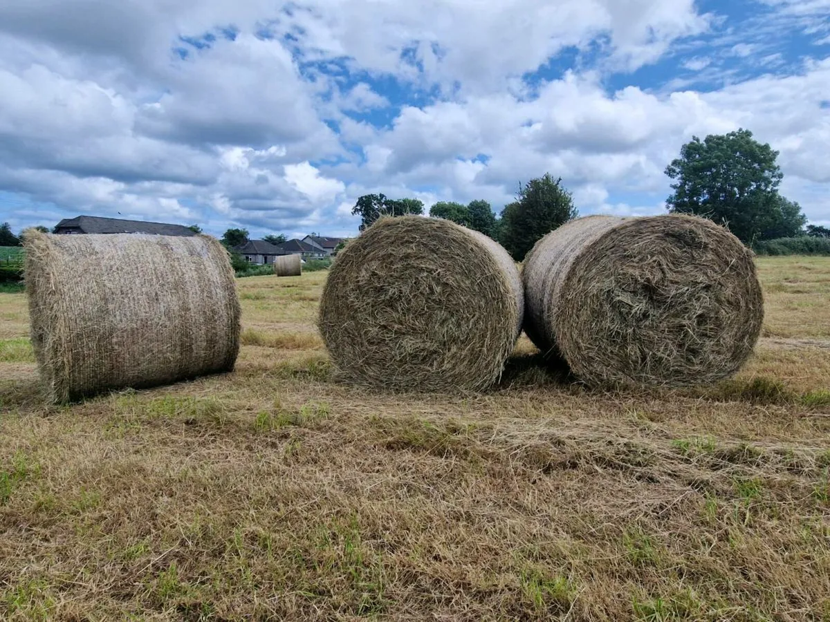 2025 Hay Castlebellingham Co Louth - Image 1