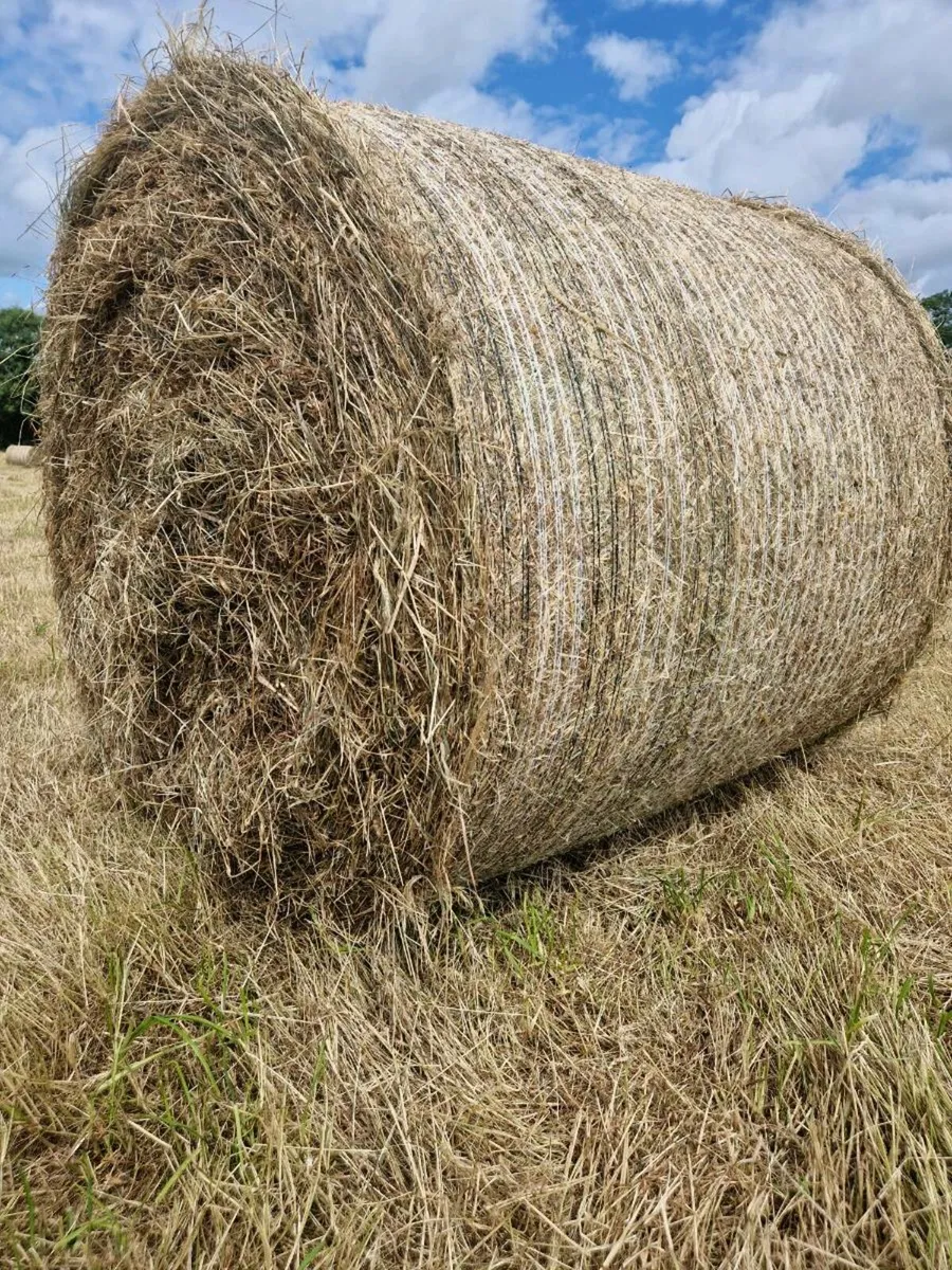 2025 Hay Castlebellingham Co Louth - Image 2