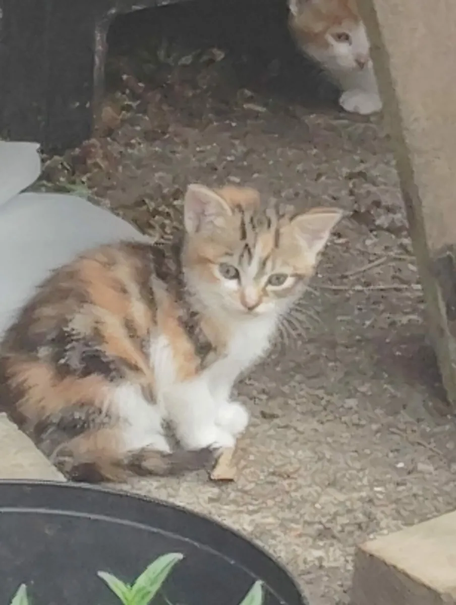 Kittens - Image 1