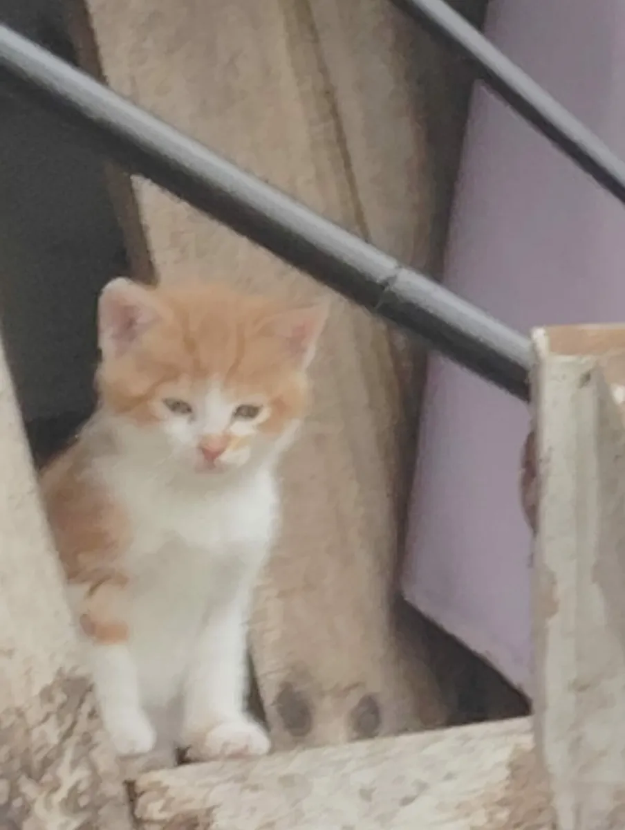 Kittens - Image 2