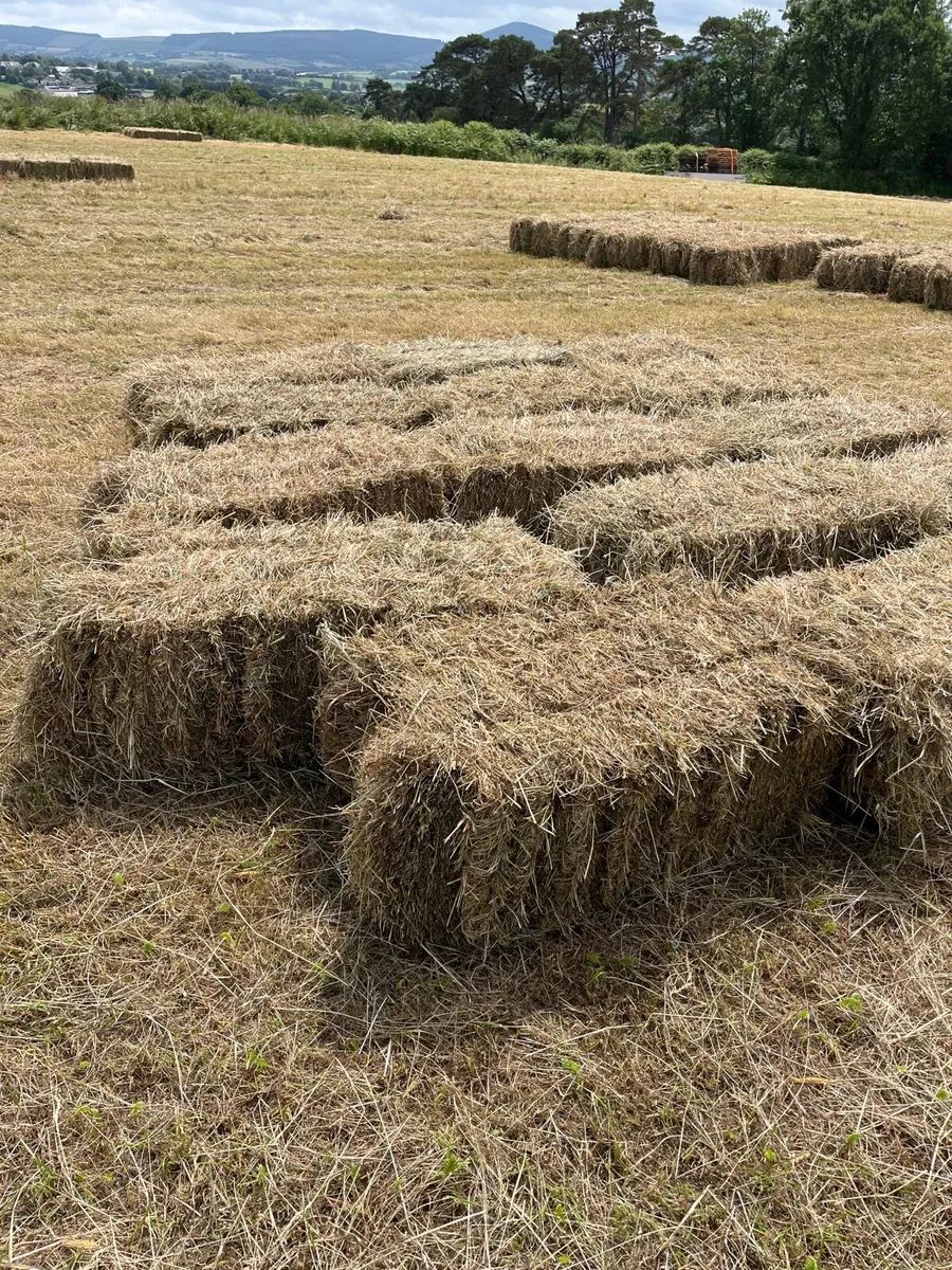 Small square bales of hay - Image 1