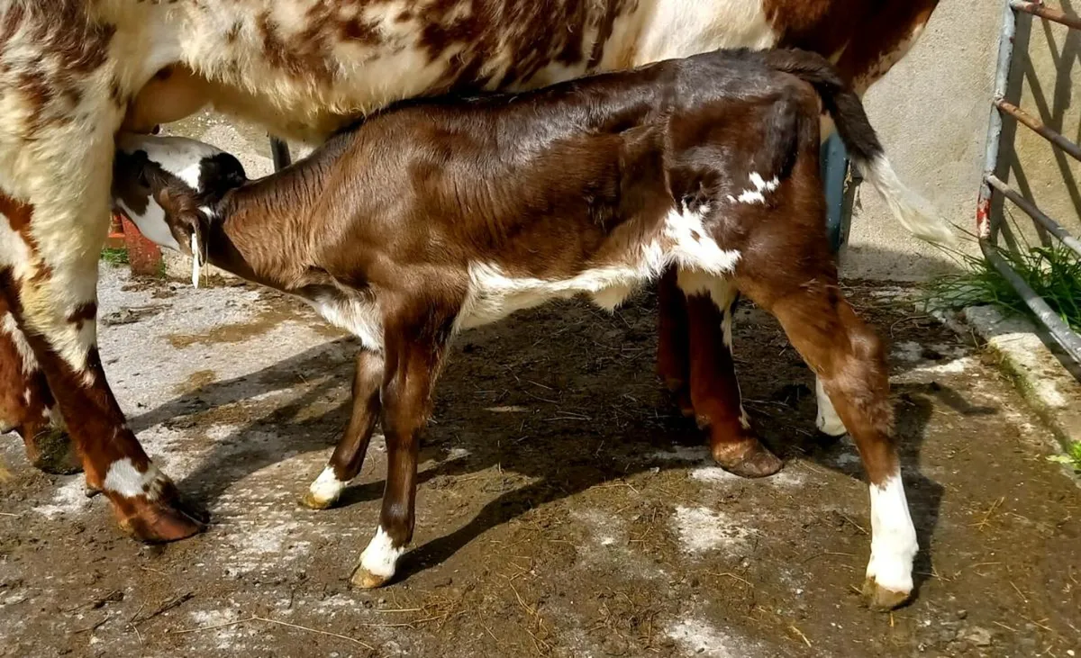 LIMOUSIN  HEIFER  CALF COW  MAKER - Image 1