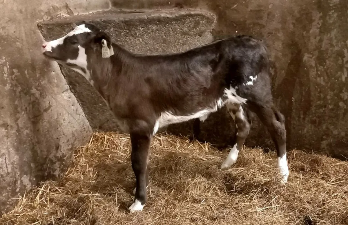 LIMOUSIN  HEIFER  CALF COW  MAKER - Image 3