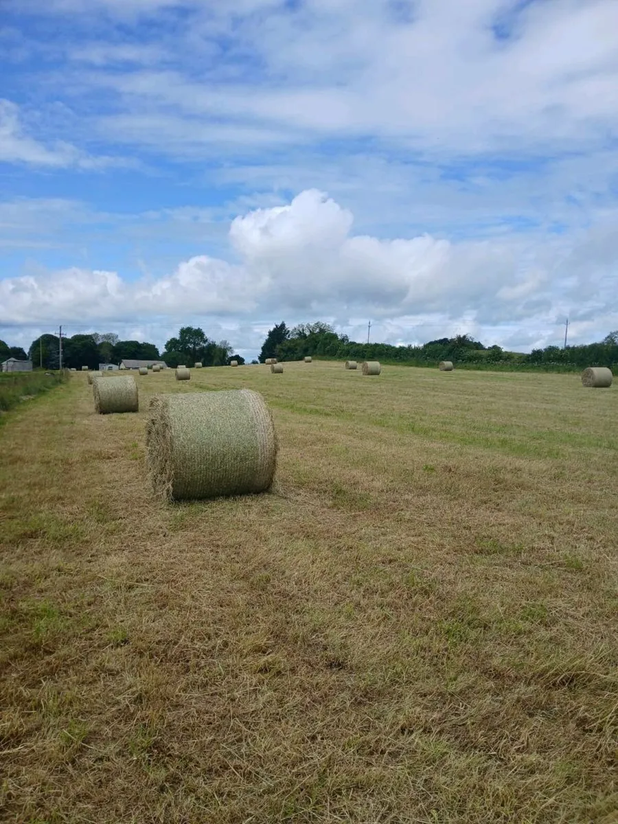 Hay for sale - Image 1
