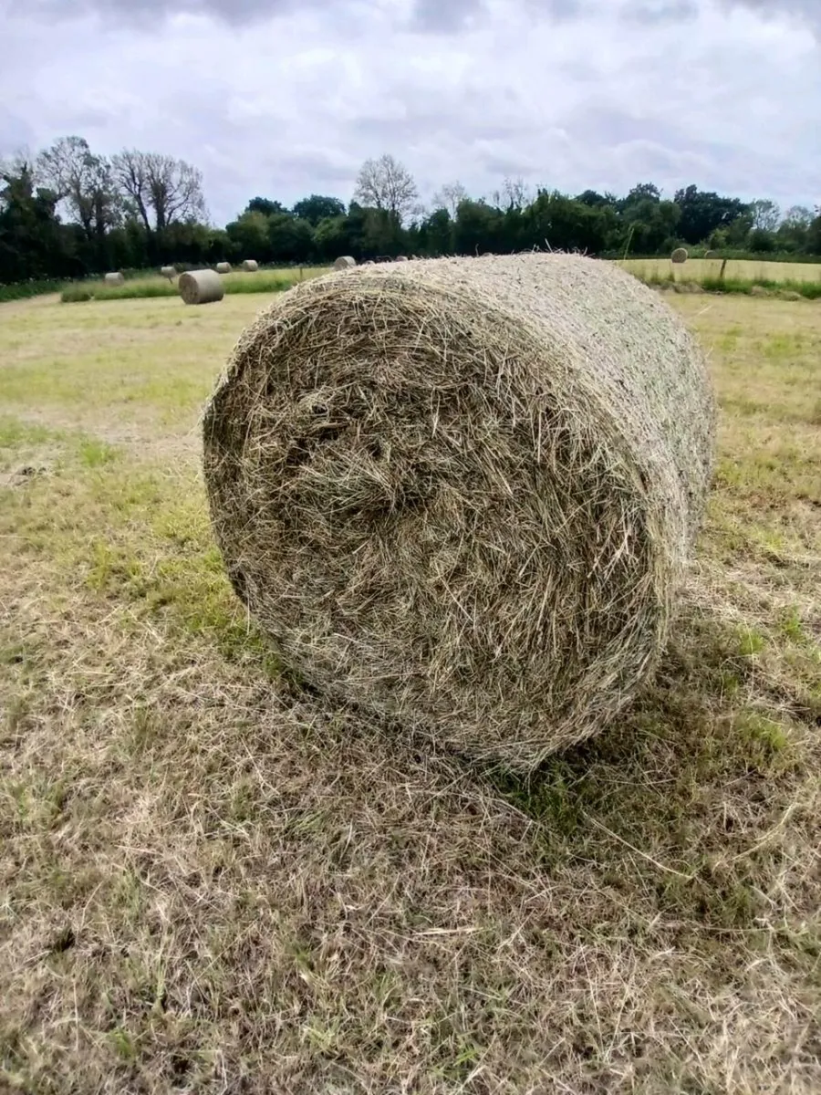 Hay for sale - Image 2