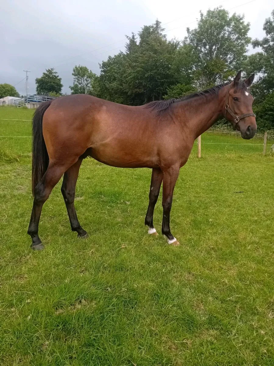 2 Yr old NH gelding - Image 1