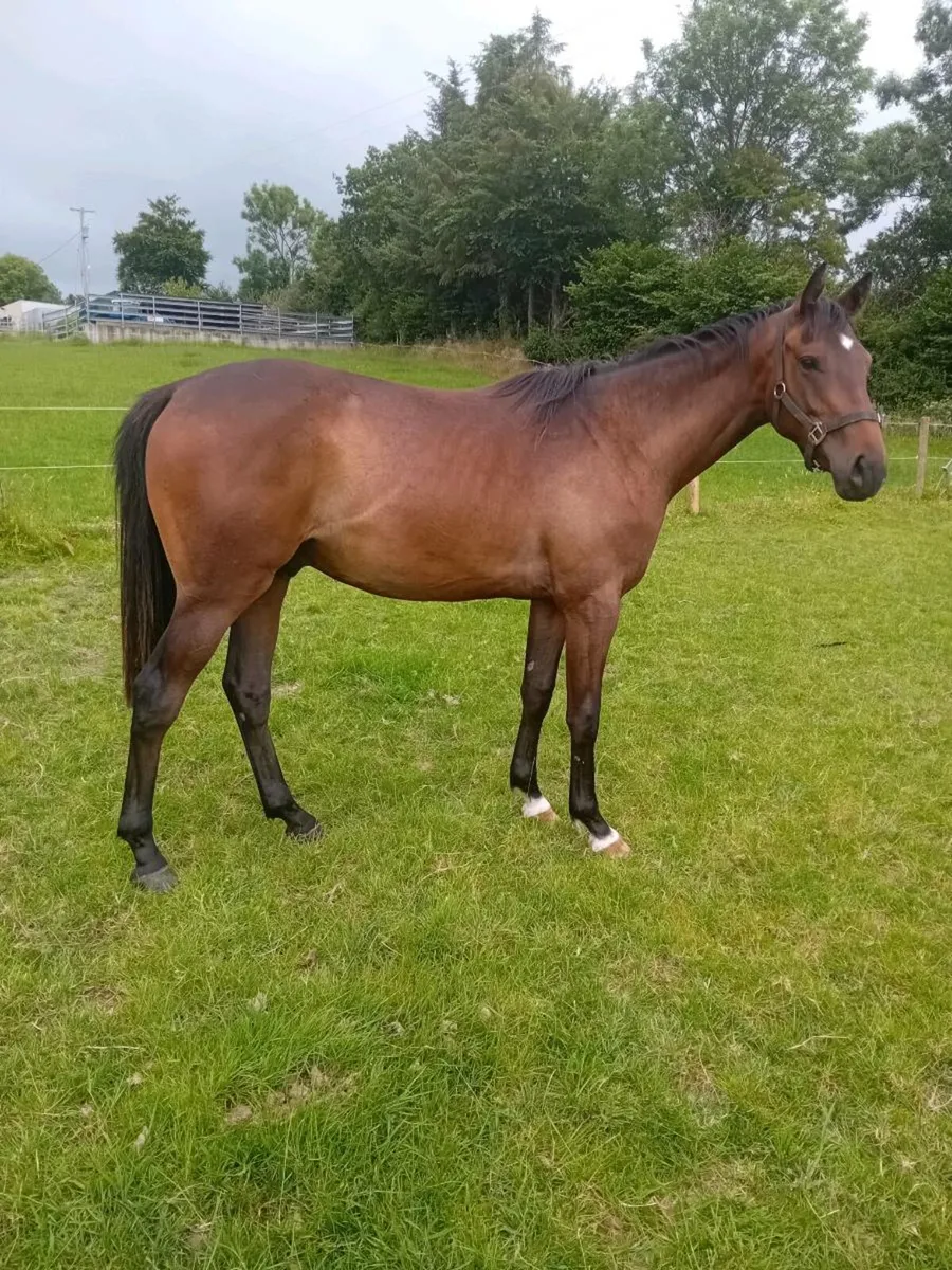 2 Yr old NH gelding - Image 2