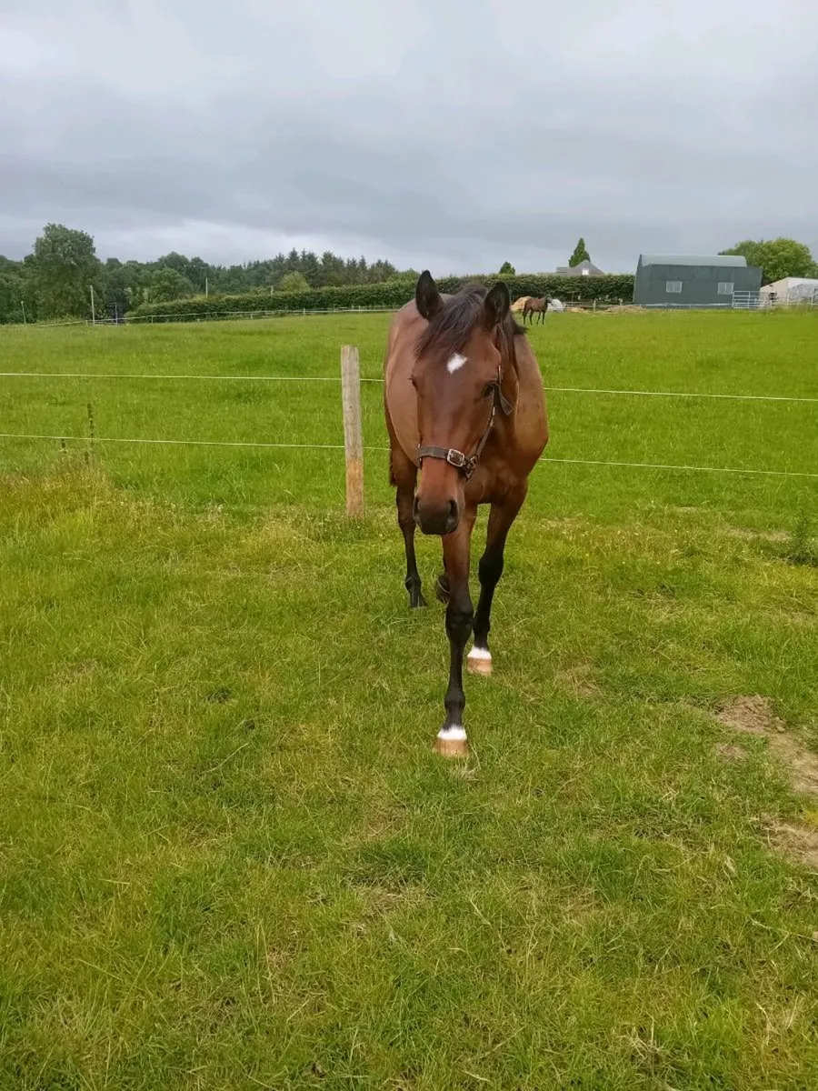 2 Yr old NH gelding - Image 4
