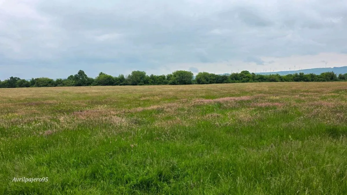 100 Acres of Meadowing to let in lots