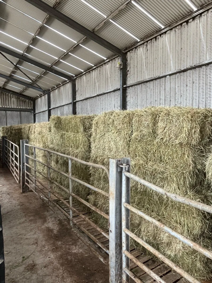 Hay suitable for horses - Image 2
