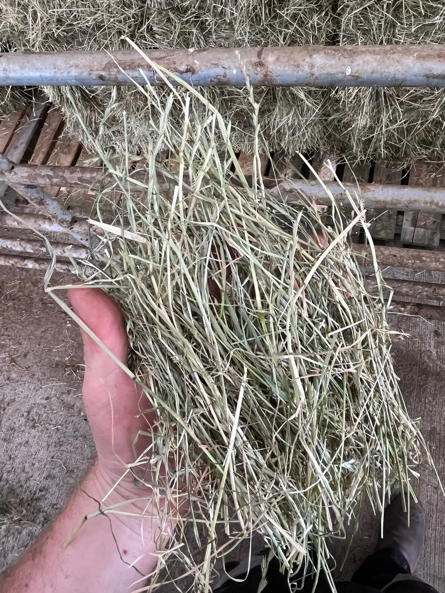 Hay suitable for horses - Image 3