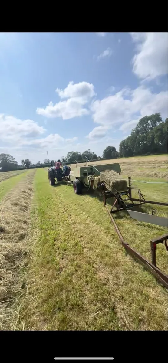 Hay suitable for horses - Image 4