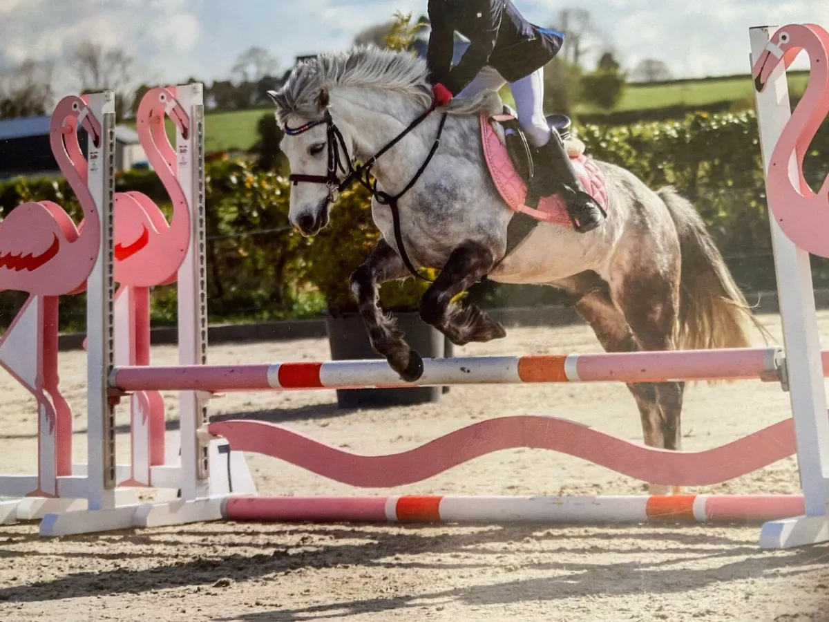 Pony - Image 2