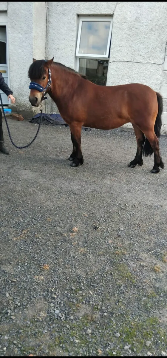 Luna 12.2 All-rounder Pony - Image 1