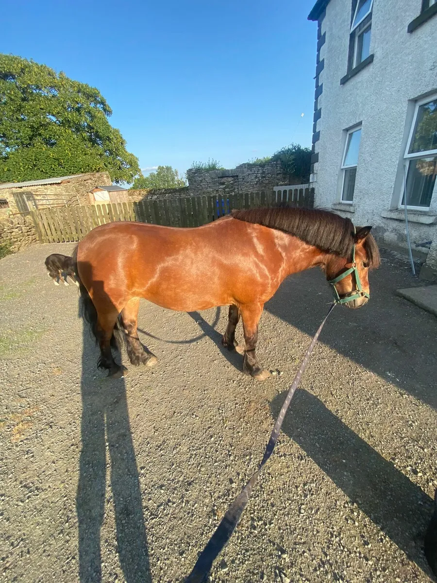 Luna 12.2 All-rounder Pony - Image 2