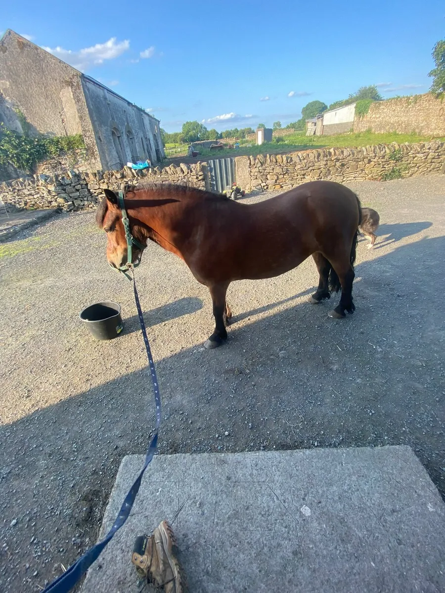 Luna 12.2 All-rounder Pony - Image 3